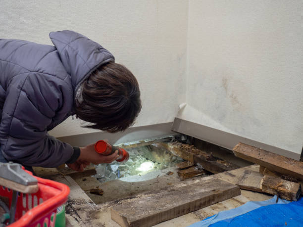  Colleyville, TX Mold Removal Pros